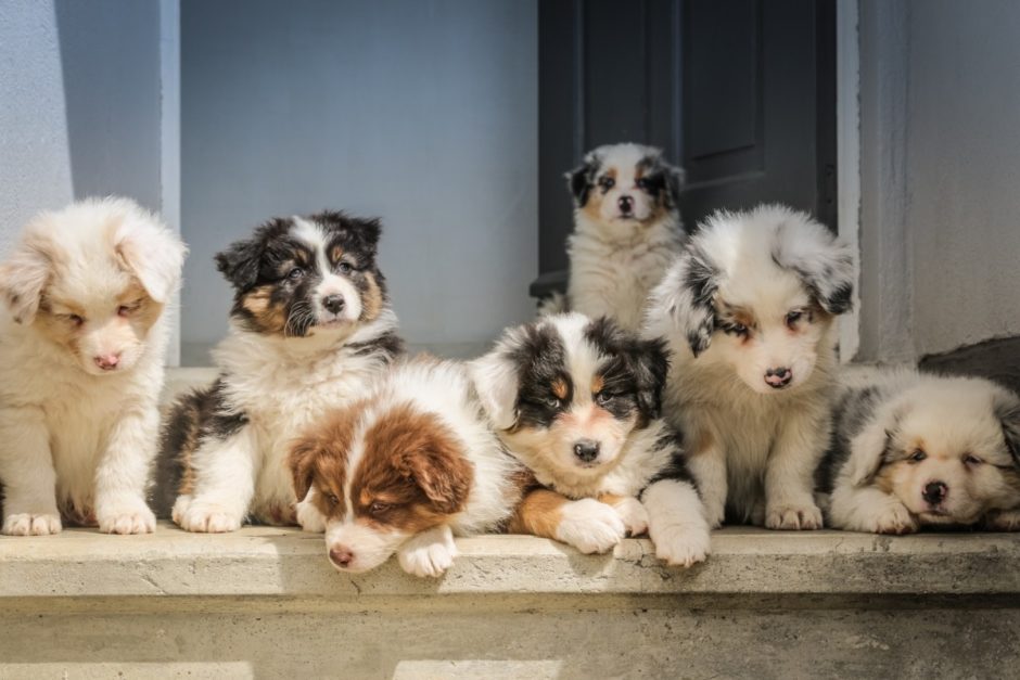 Seven fluffy dog puppies.